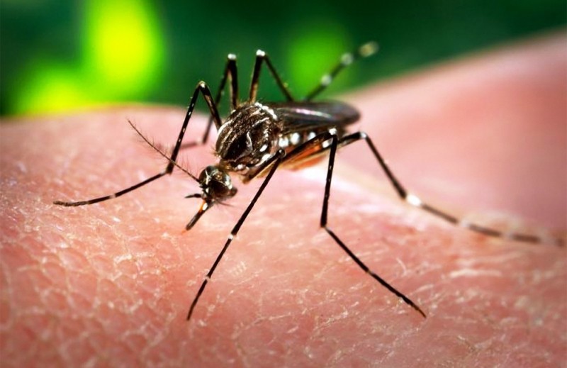 Spitalele și primăriile din Mureș, atenționate de pericolul Zika