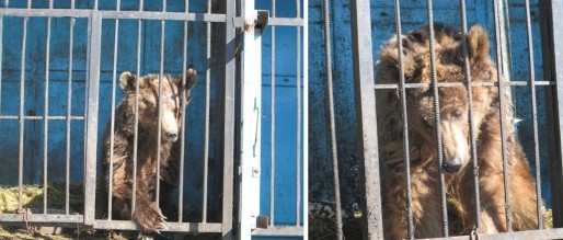 Masha şi Misha nu au ajuns la Zărneşti
