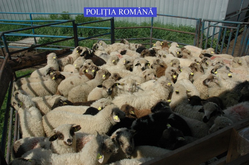 133 de kg de carne de miel confiscată la Reghin