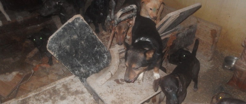 31 de animale au fost salvate dintr-o garsonieră din Brașov 31 de animale au fost salvate dintr-o garsonieră din Brașov