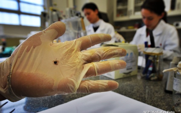 Alertă epidemiologică pentru boala Lyme, la Sibiu
