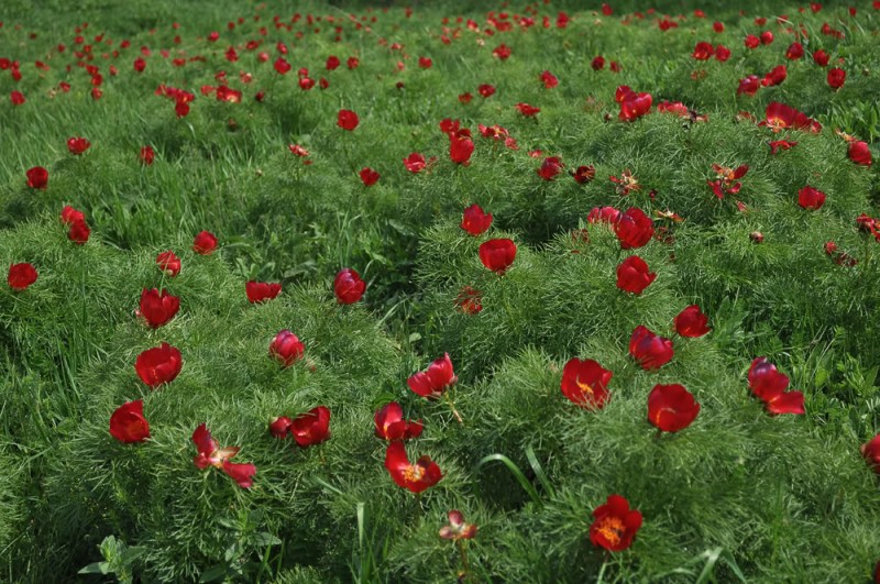 Școala altfel în Rezervația de Bujori de la Zau Școala altfel în Rezervația de Bujori de la Zau