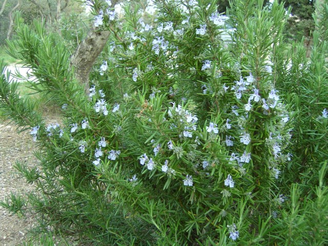 Rozmarinul, planta aromatică cu proprietăţi benefice pentru organism