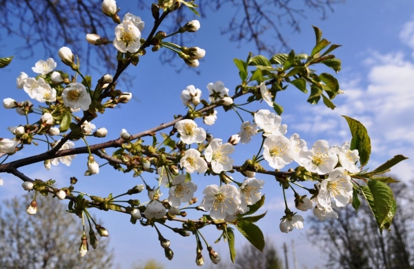 Meteorologii vin cu veşti bune pentru prima zi de Paşte