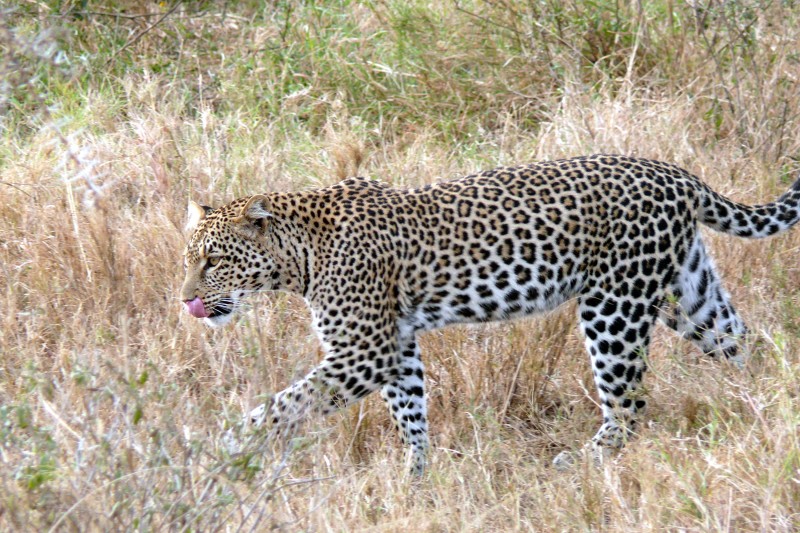 Leoparzii au pierdut 75% din habitatul lor istoric