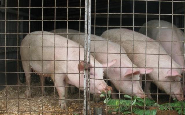 Direcția Sanitar Veterinară și pentru Siguranța Alimentelor Satu Mare a luat decizia de-a închide toate târgurile de animale