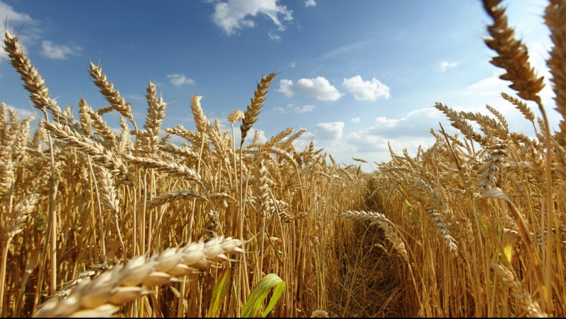 Vremea a afectat producția agricolă din Mureș și Harghita