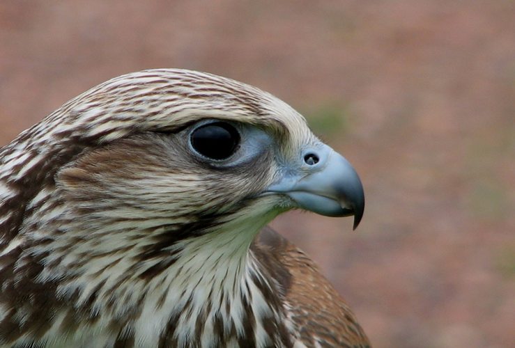 Cea mai rară specie de pasăre, şoimul dunărean, a revenit în România