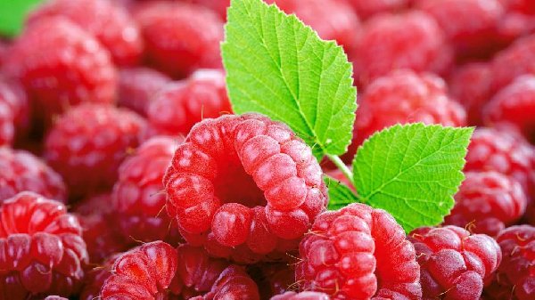 Zmeura distruge celulele canceroase