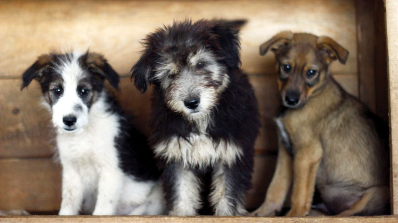 Câinii cu sau fară stapân din Zărnești, sterilizați și microcipați gratuit
