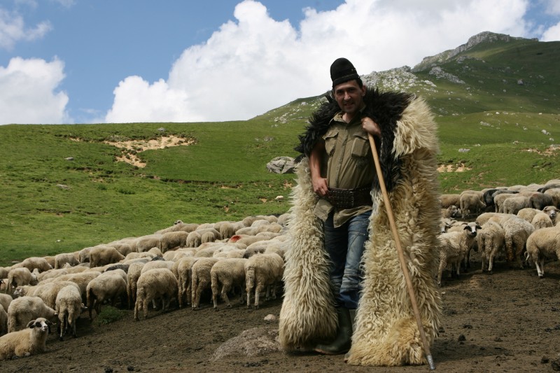 Seceta îi afectează și pe ciobani