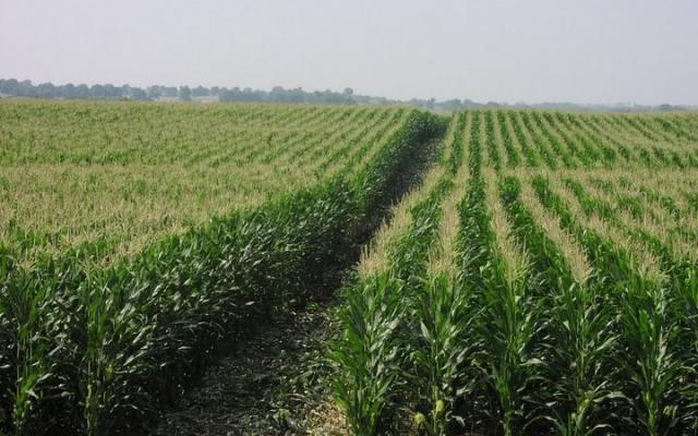 Culturile agricole din judeţul Mureş nu au fost afectate de secetă Culturile agricole din judeţul Mureş nu au fost afectate de secetă
