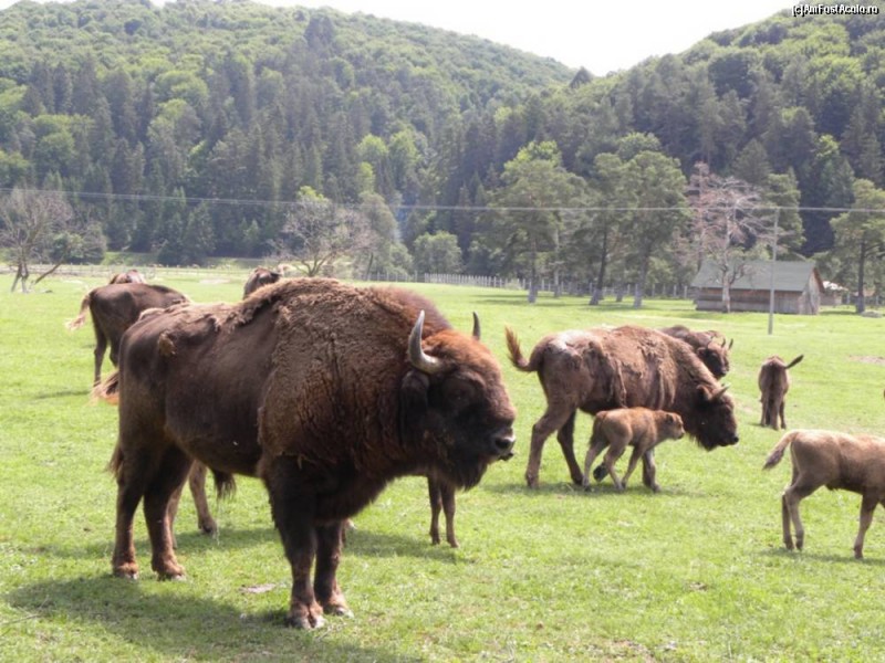 Rezervația de zimbri de la Vama Buzăului trebuie extinsă