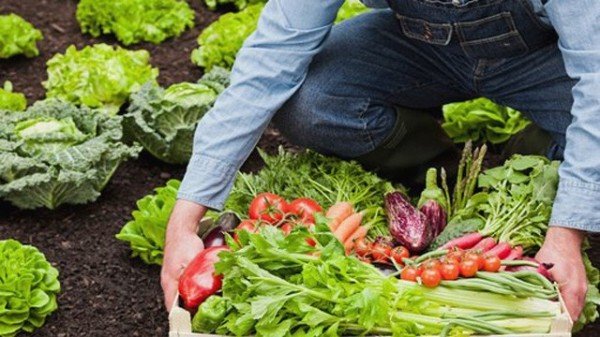 Agricultura ecologică, o șansă în plus pentru fermierii români