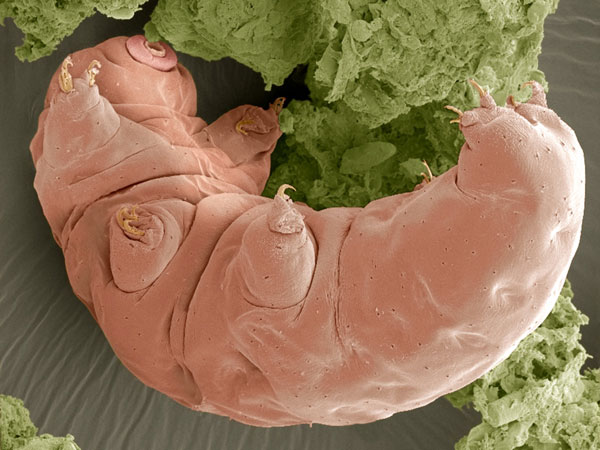 Tardigrada, sau ursul de apă, soluţia pentru protejarea ADN-ului uman de radiaţii