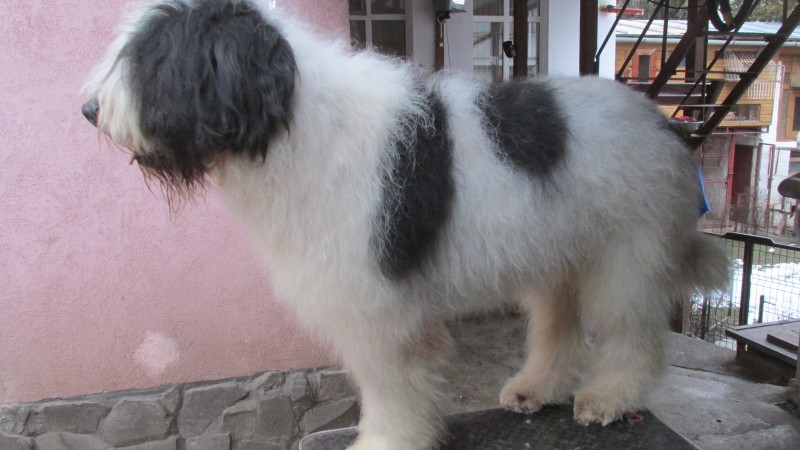 Ciobănescul mioritic Siret de Gotcă, atracţia Dracula Dog Show Tîrgu Mureş