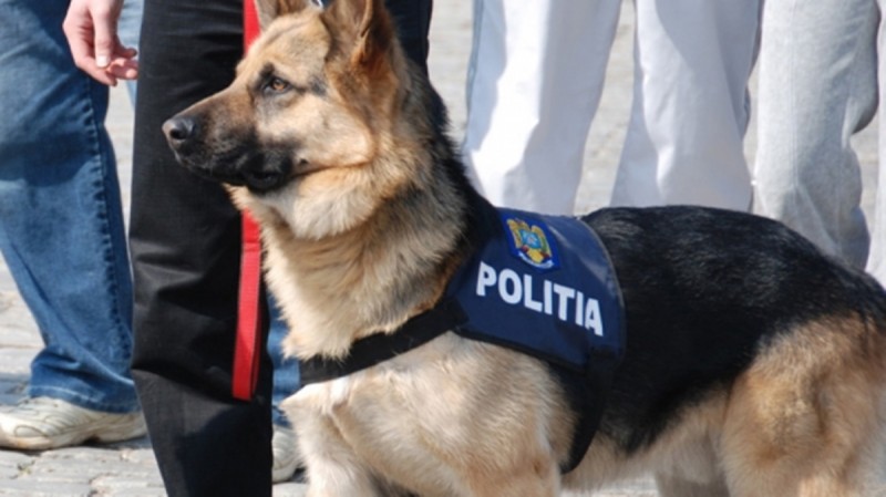 Conductor de câini, cel mai căutat post la IPJ Mureș
