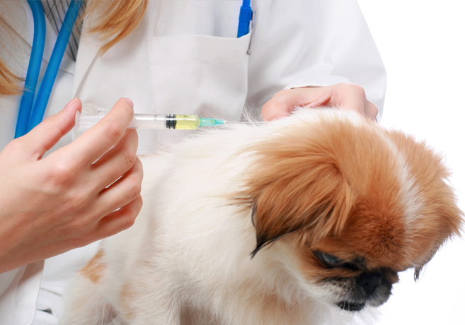 Începe campania de vaccinare la câini și pisici