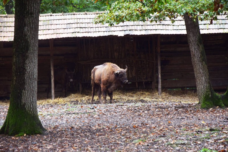 La Zoo Tîrgu-Mureș au sosit doi zimbri!