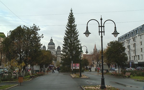 Vine bradul de Crăciun la Tg. Mureș Vine bradul de Crăciun la Tg. Mureș