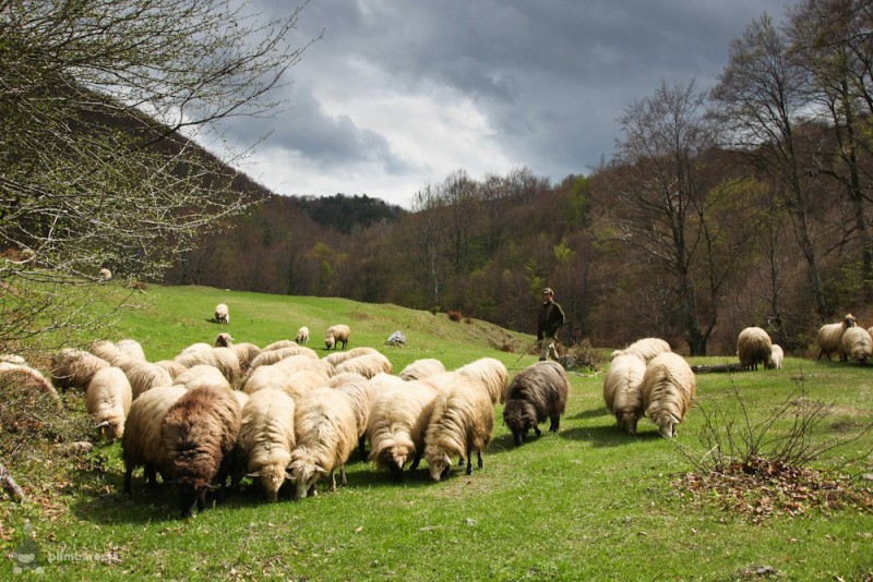 Cofinanțarea de 50 % descurajează agricultorii din zona montană să acceseze fonduri europene