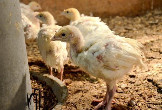 Autoritatea veterinară verifică toate transporturile de păsări din țările unde sunt focare de gripă aviară