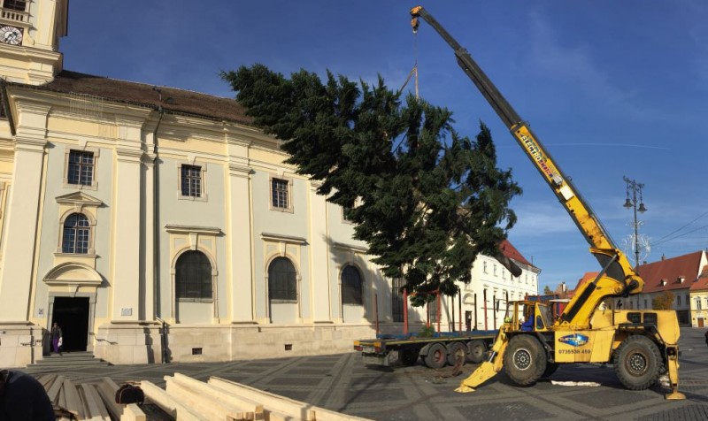 Bradul de Crăciun din Piaţa Mare de la Sibiu va avea 23 de metri înălţime