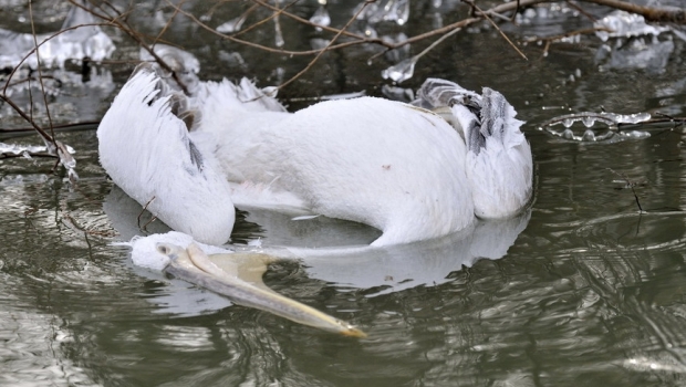 Medicii veterinari din ţară au luat măsuri pentru a preveni răspândirea gripei aviare