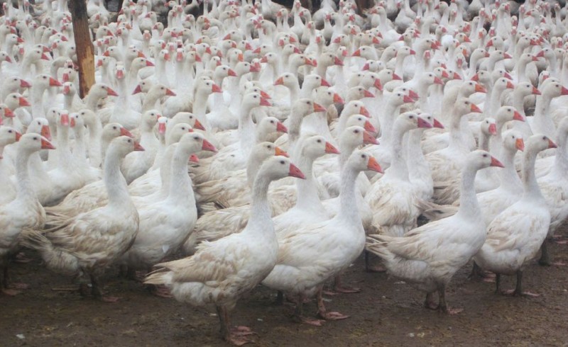 Focar de gripă aviară identificat la o fermă de gâşte din Ungaria