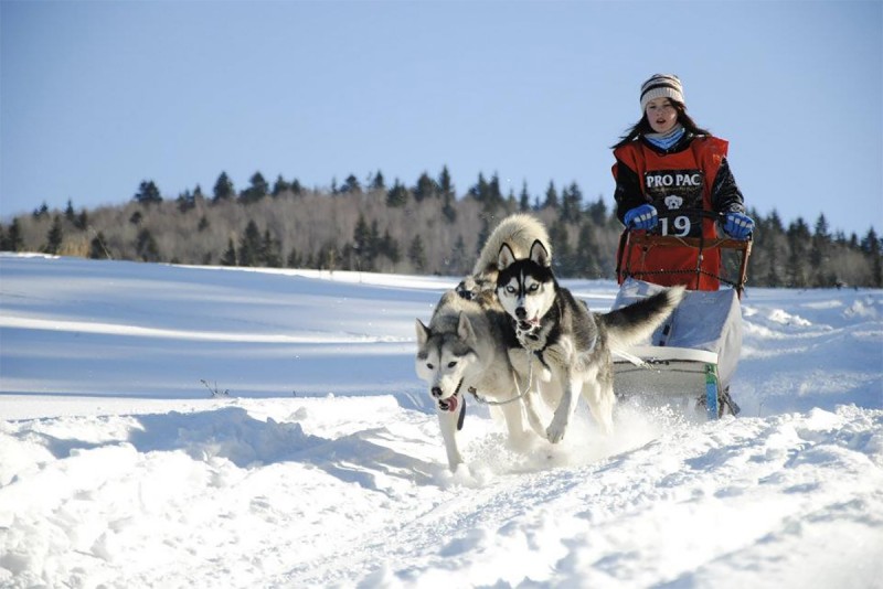 Competiţie de sprint cu atelaje canine la Băile Tuşnad Competiţie de sprint cu atelaje canine la Băile Tuşnad