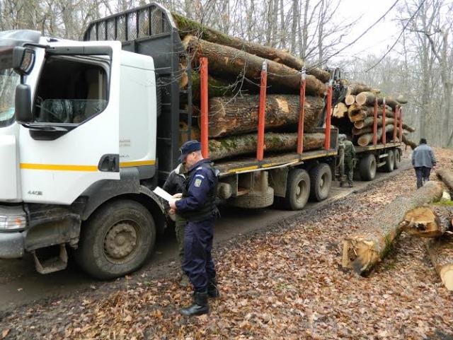 Jandarmii mureșeni au oprit 7 transporturi ilegale de lemne