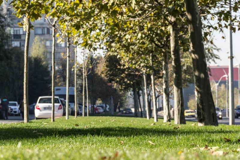 La Miercurea Ciuc s-a lansat Programul ‘Spaţii Verzi 2017’ La Miercurea Ciuc s-a lansat Programul ‘Spaţii Verzi 2017’