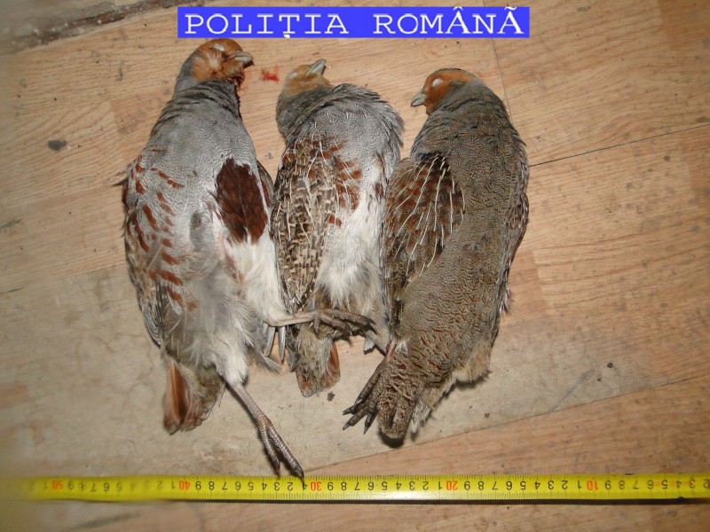 Dosar penal pentru braconaj întocmit de polițiștii brașoveni