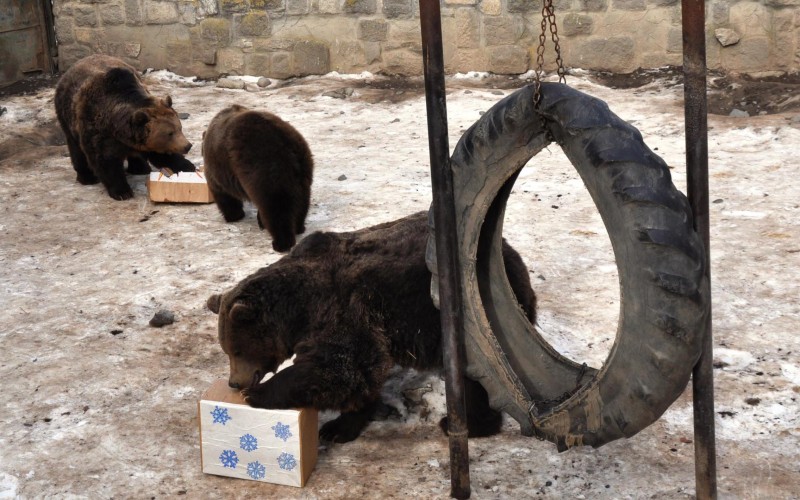 Urșii de la Zoo Mureș prevestesc venirea primăverii
