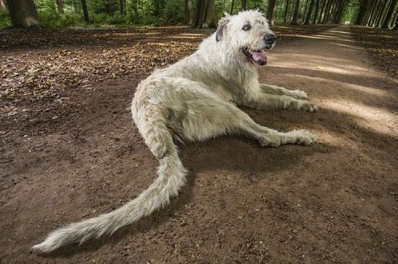 Record mondial înregistrat de un câine din Belgia