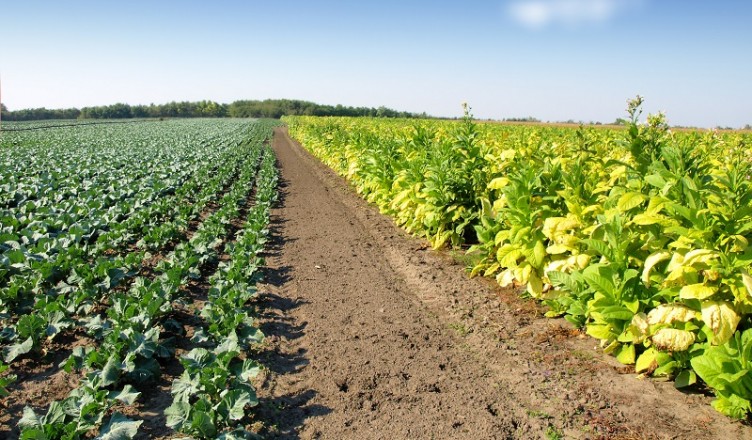 UPDATE Sprijin financiar pentru agricultorii din sectorul vegetal