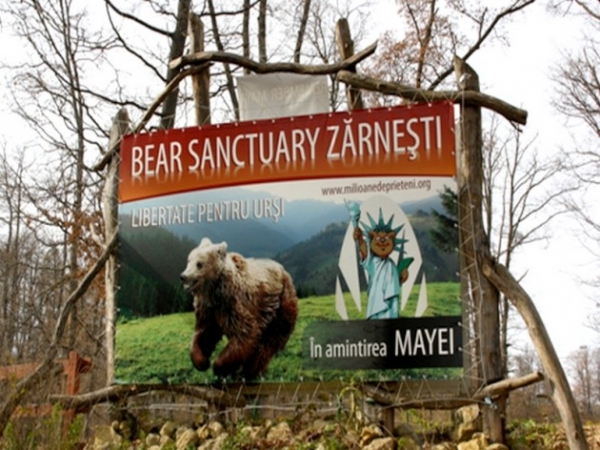 Anchetă la rezervația de urși din Zărnești