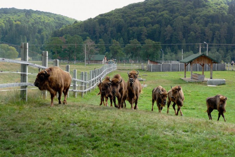 Zimbrii din rezervaţia de la Vama Buzăului vor fi lăsaţi în libertate Zimbrii din rezervaţia de la Vama Buzăului vor fi lăsaţi în libertate