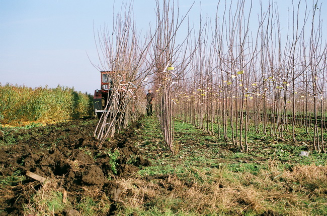 Circa 2.000 de pomi fructiferi vor fi distribuiţi covăsnenilor în aprilie