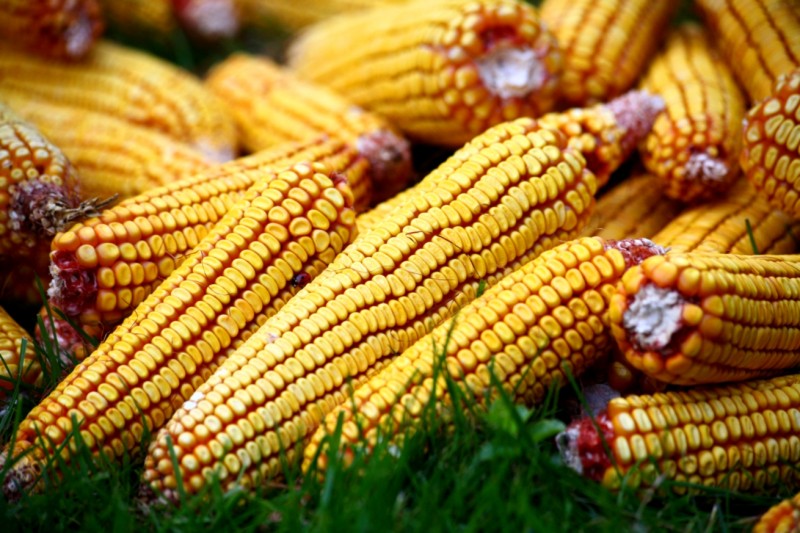 Producţia de porumb a crescut, iar cea de sfeclă și legume s-a redus