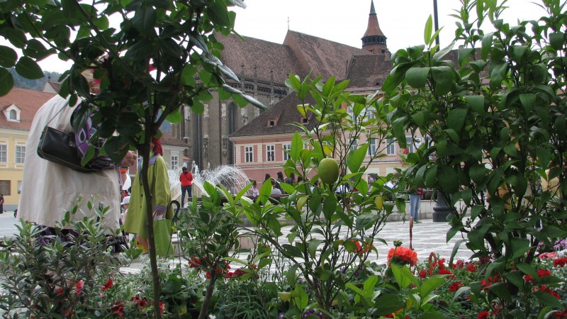 Brașovul dă peste 1 milion de lei pe flori și plante ornamentale