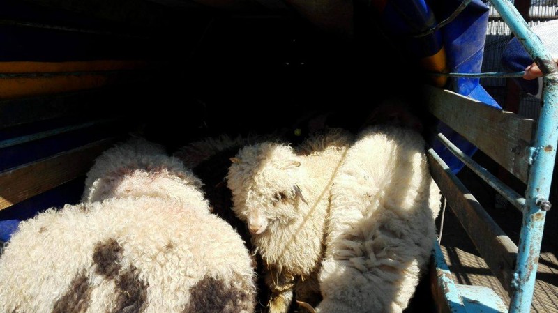 TIR încărcat cu ovine, răsturnat pe DN 13, la Vânători, în jud. Mureş