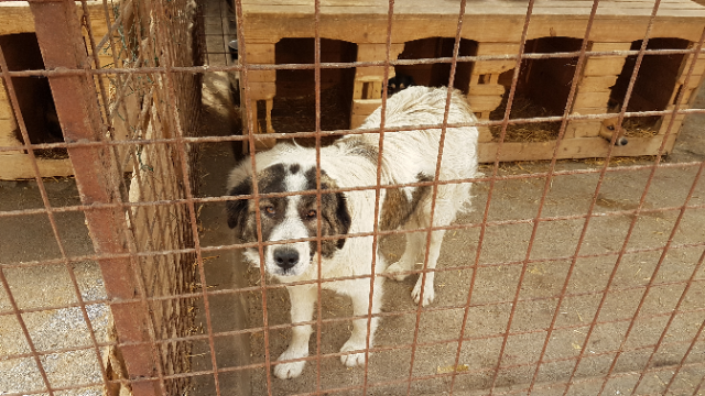 Porţi deschise la Adăpostul de câini de la Câmpul Frumos