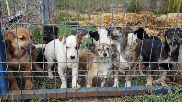 Căţeii îşi caută un nume astăzi, la adăpostul din Tîrgu-Mureş