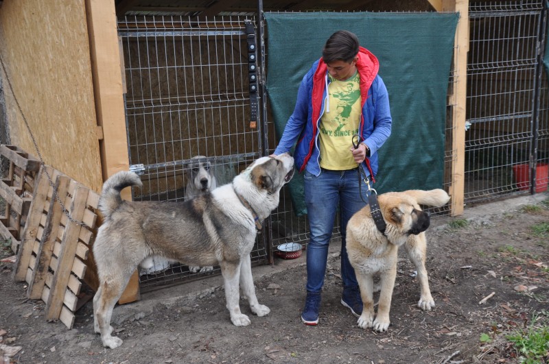 Câinii Alabai de la Ibănești, marii câștigători ai competițiilor canine