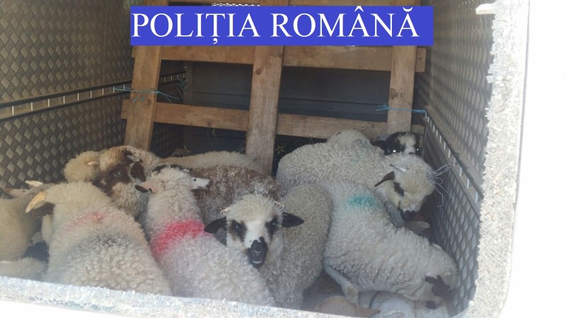 Piețele agroalimentare din Mureș, verificate de polițiști