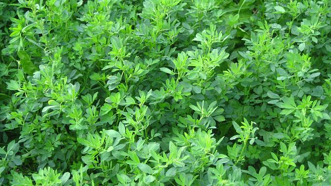 Fermierii mureșenii sunt campioni la cultivatul lucernei