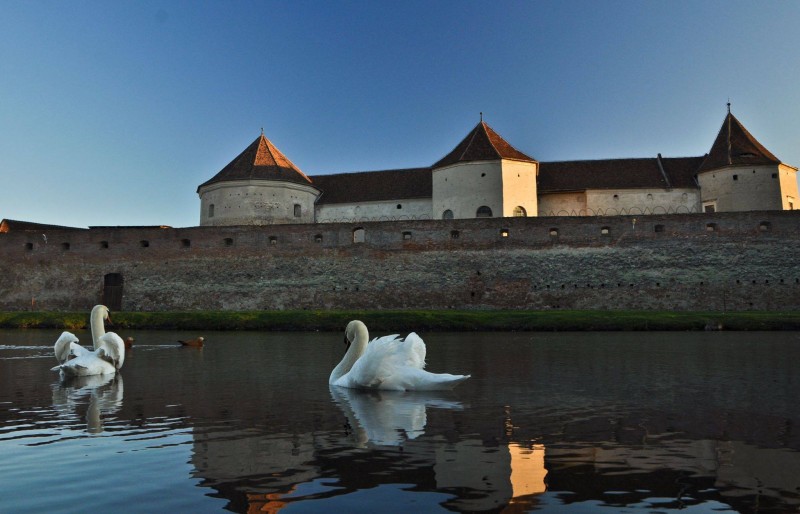 Primăria Făgăraș vinde…lebede!