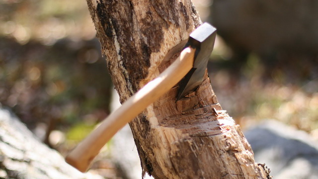 Trei pădurari, reţinuţi pentru tăiere fără drept de arbori şi luare de mită