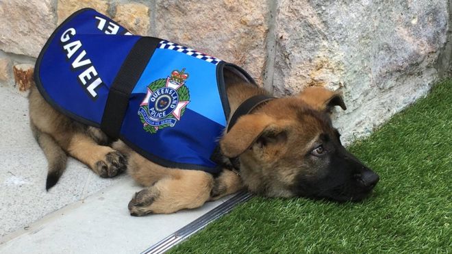 Un câine poliţist din Australia a fost „demis din poliţie”, din cauza faptului că este extrem de sociabil